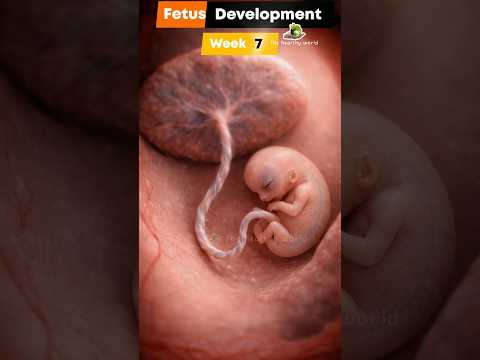 How a fetus grows inside the womb| fetal development (weekly) ✨ #baby #fetaldevelopment #pregnancy