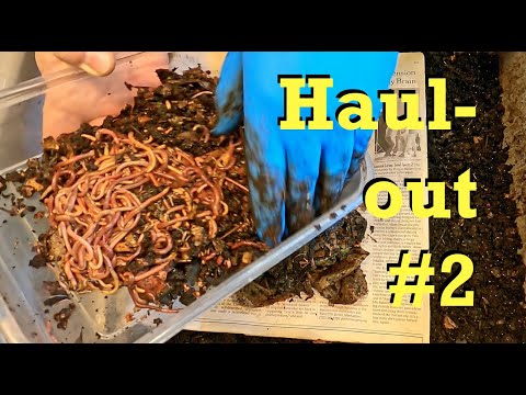 Unexpected 2nd worm haul out from 165-day bin - vermicomposting