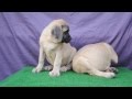 Английский мастиф,щенки шоу класса 
