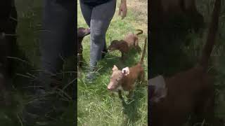 Video preview image #1 Chocolate Labrador retriever-Whippet Mix Puppy For Sale in Virginia Beach, VA, USA