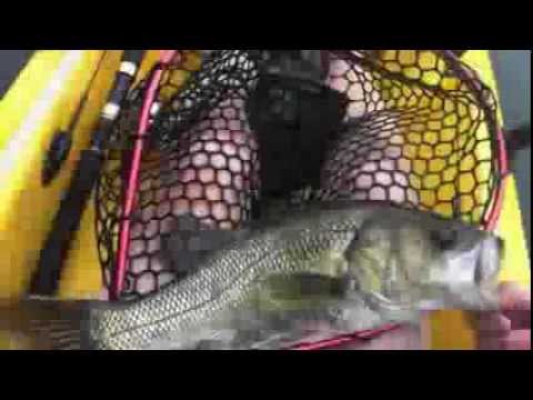 37cm Bass on the surface! - Yarramundi Ep.8