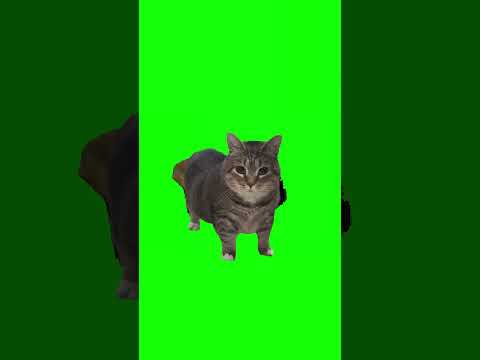 OIIA  OIIA spinning cat ORIGINAL  #cat #cats #catlover #catvideos #catshorts #catsofyoutube