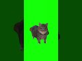 OIIA OIIA Spinning Cat ORIGINAL Cat Cats Catlover Catvideos Catshorts Catsofyoutube