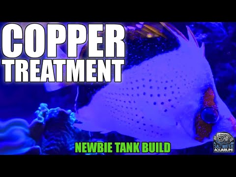 Copper Treatment to Prevent Ich & Marine Velvet in Saltwater Fish - Newbie Tank Build