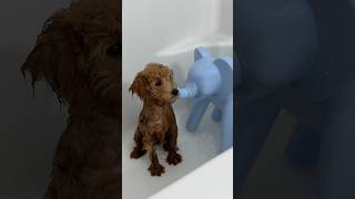 Download lagu puppy’s must have 🐶🛁 #puppy #bath #bathtime #shorts #poodle mp3