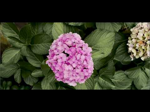 My First Premiere Video Project (Learning Stage)