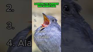 Download lagu 5 Suara Burung Paling Lucu! mp3