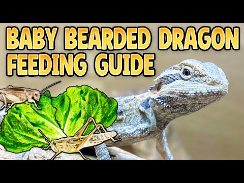 Baby Bearded Dragon Diet!