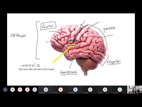 Lab Lesson #9 - The Brain & Bones and Muscles of the Head