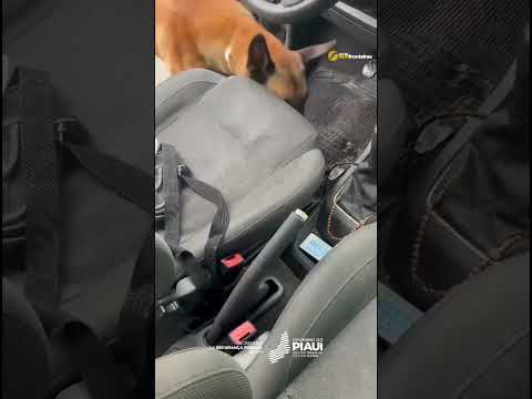 Operação Madara desarticula grupo criminoso na zona sul de Teresina