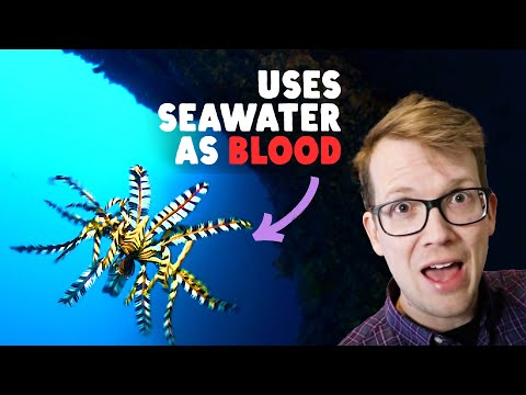 Bizarre Beasts