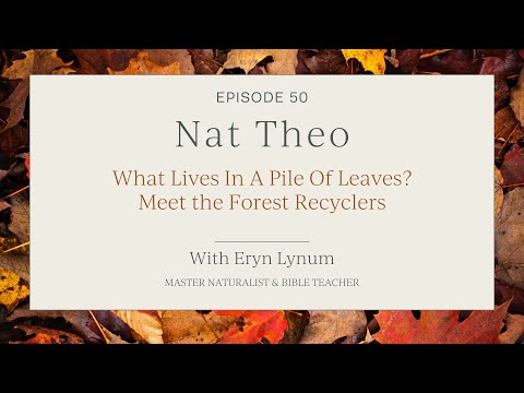 What Lives In A Pile Of Leaves? Meet the Forest Recyclers -  Episode 50