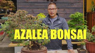 Watch this before you buy an Azalea Bonsai  #bonsai
