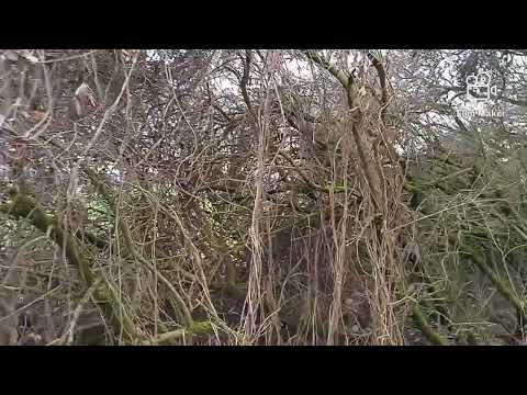 294. GoPro Dokument #314 , Vrchol Dubová Hora 408 M.N.M. (+ Trail do Plzeň Černice) 1080p Full HD