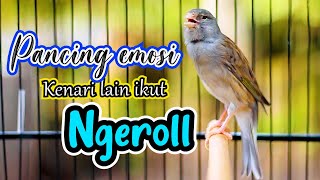 Download lagu PANCINGAN KENARI NGEROL NEMBAK PANJANG, AMPUH BIKIN KENARI APAPUN IKUT EMOSI mp3 Download lagu PANCINGAN KENARI NGEROL NEMBAK PANJANG, AMPUH BIKIN KENARI APAPUN IKUT EMOSI mp3