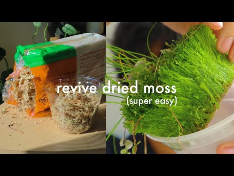 How to revive dried sphagnum moss | easy tutorial