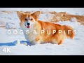 DOGS & PUPPIES in 4K | 2 Hours | Corgi Husky Retriever Shepherd Pomeranian Bulldog Snow Cute
