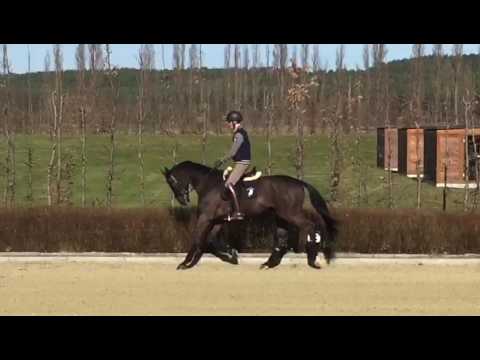 Top Dressur - Nachwuchs Black Ruby x Sandro Song