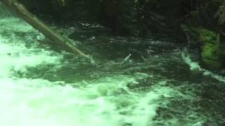 Mark McGuire Trips Through The Park (HQ) (HD) Tidings 2007