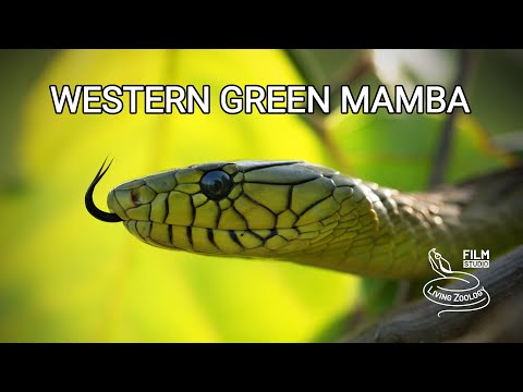Deadly venomous Western green mamba from West Africa