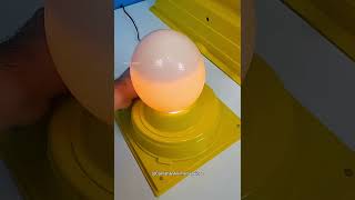 Pequeno Avestruz Fofo Ganhou uma Nova Família 😍❤️