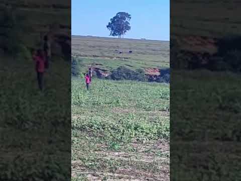 Pistoleiros atirando contra retomada Kurusu Amba em plena luz do dia no Mato Grosso do Sul