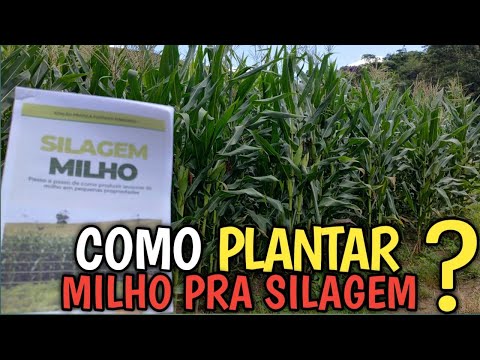 Como plantar milho pra silagem?  Passo a passo completo