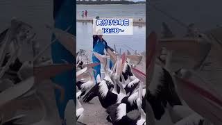 ゴールドコーストなら学びだけでなく観光も楽しめちゃう✨ #ゴールドコースト #親子留学 #英会話海外留学