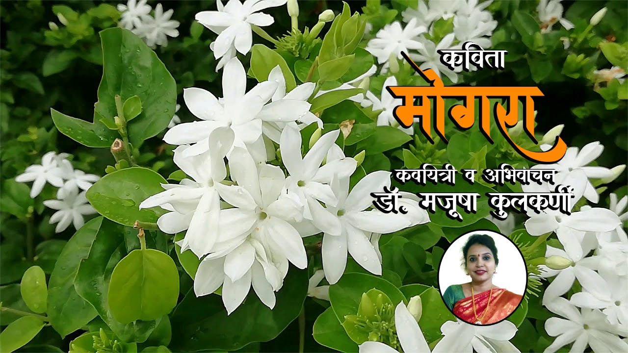 कविता मोगरा | Popular Marathi Poem | Dr. Manjusha Kulkarni | Manjumanjiri | मराठी कविता