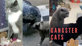 Gangster Cats - Hilarious Cat Videos