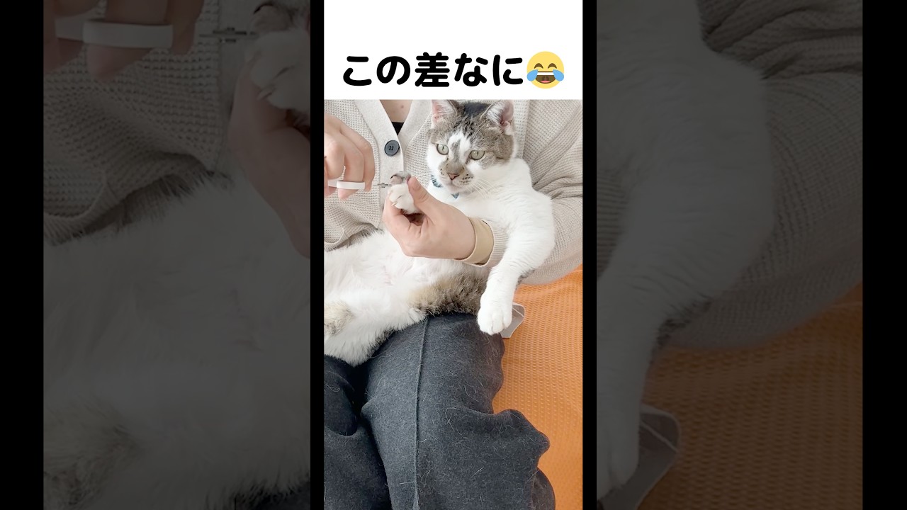 ささみは爪切りできるけど、ホルンはまだまだ練習中😅 #元野良猫のささみとホルン #爪切り#猫