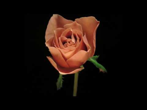 Dansende Mensen - Borokov Borokov