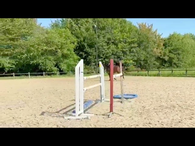 Hongre 7 ans par Qlassic Bois Margot
