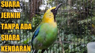 Download lagu SUARA PANCINGAN CUCAK RANTING JANTAN AMPUH 💯% ( HUTAN SUMATERA ) mp3