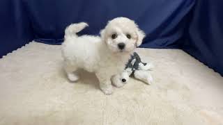 ビションフリーゼの動画01