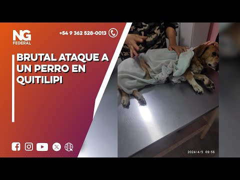NGFEDERAL - VIDEO | BRUTAL ATAQUE A UN PERRO EN QUITILIPI - CHACO