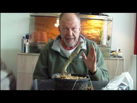 Carpinus orientalis, die kleinblättrige Hainbuche