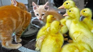 Can Kittens & Ducklings Coexist?