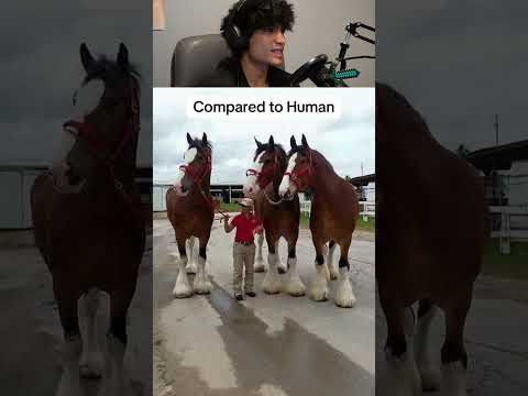 Animals BIGGER than they seem...