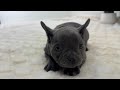 French Bulldog dogs for sale: Taffy - Video 1