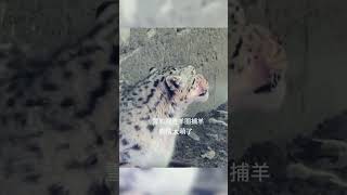 💢高原雪豹进村捕羊！表情又帅又萌 #animal 【跟着图尔去旅行】