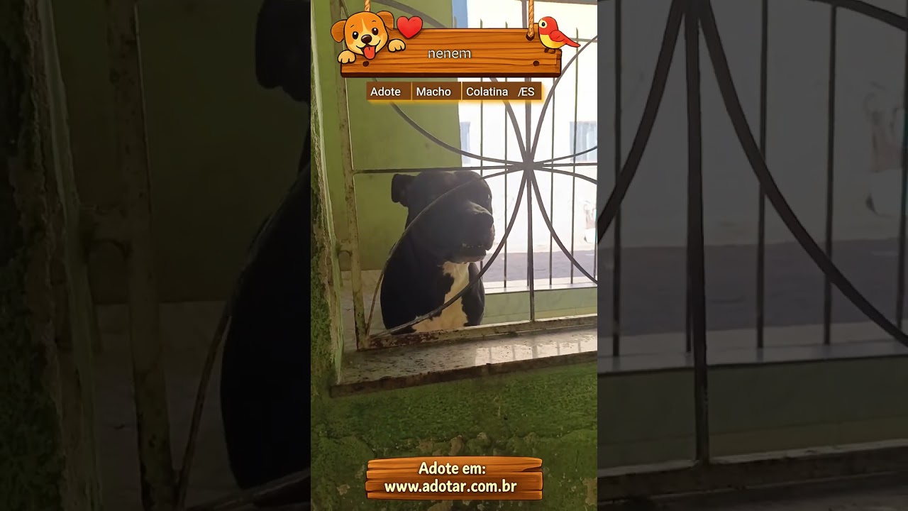 Cachorro raça Pit-Bull idade 3 anos nome nenem