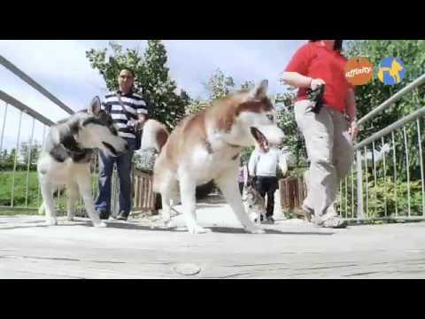 Elige tu raza - Nórdicos - Más que perros y gatos 12 | Fundación Affinity