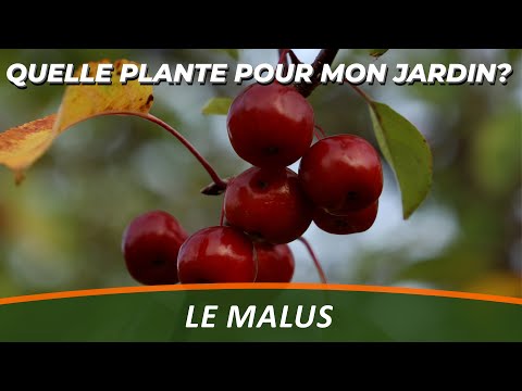 , title : 'LE MALUS ou POMMIER D'ORNEMENT - Quelle Plante Pour Mon Jardin ?'