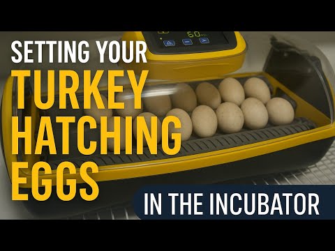 Setting Your Turkey Hatching Eggs In the Incubator
