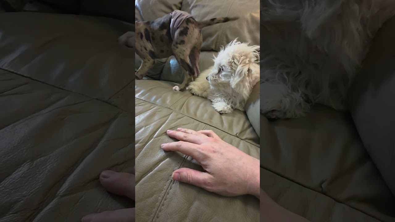 Enlarge Coco, a ADOPTABLE mixed breed in Watertown, MA video 6/6