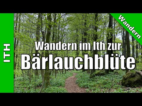 Wandern im Ith zur Bärlauchblüte | 29.05.2023 | Wandern Ith