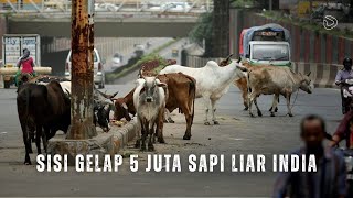 Download lagu Indian Cows: Revered, But a Disaster for the Country mp3