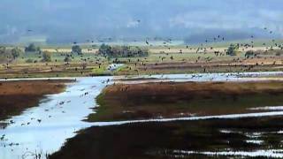 Baskett Slough Redux Baskett Slough Redux