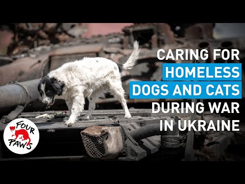 Caring for homeless dogs and cats in Ukraine